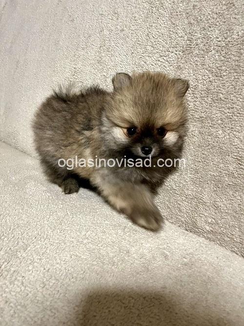 5 pomeranacN1225