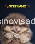 viber_image_2025-12-23_19-28-48-043