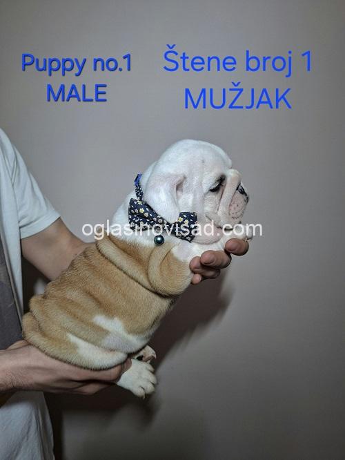 5  engleskibuldogSM1225