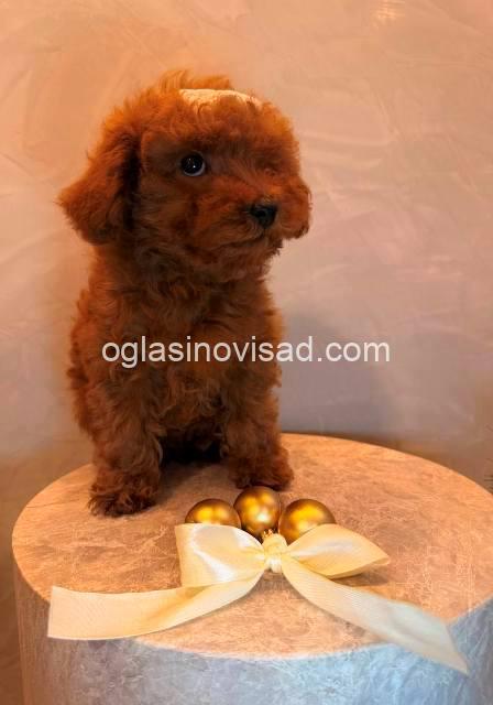 toy pudla 05