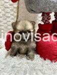 2 pomeranacN1225