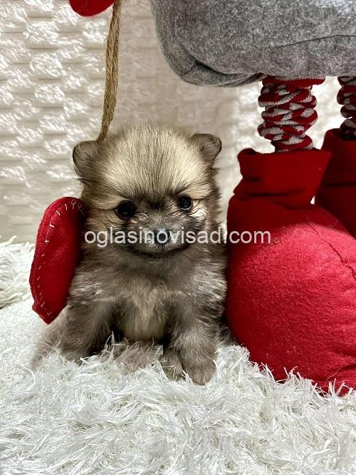 2 pomeranacN1225