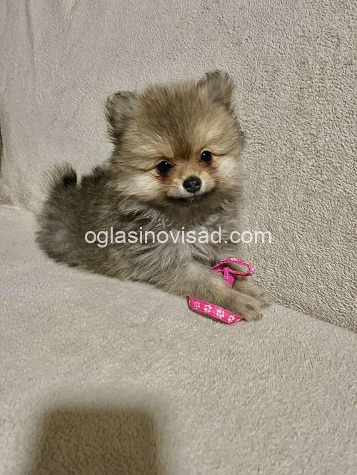 4 pomeranacN1225