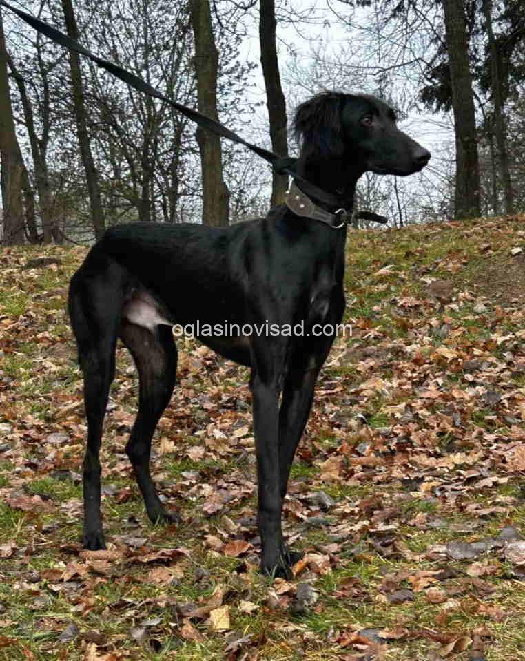 saluki4