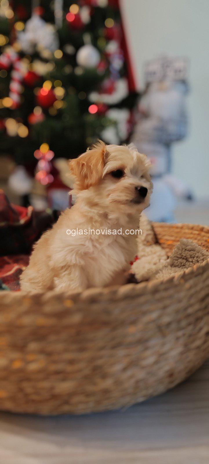viber_image_2026-01-14_18-25-39-198