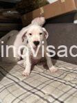 2 dogoargentinoS0126
