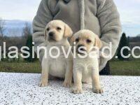 4 labradorA0126