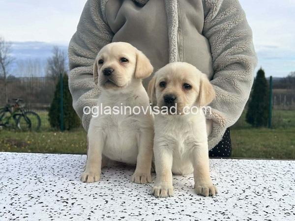 4  labradorA0126