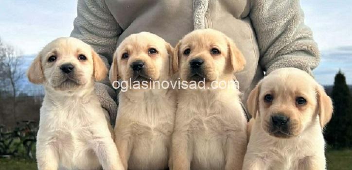 1  labradorA0126