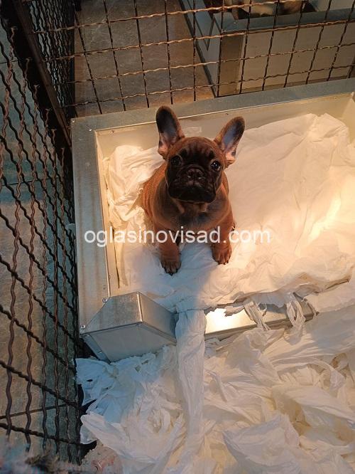 1  frbulldogLj0126