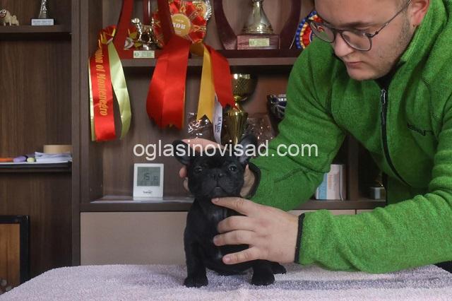 5  francuski buldogL0126
