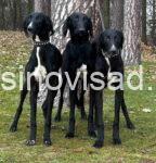 saluki2