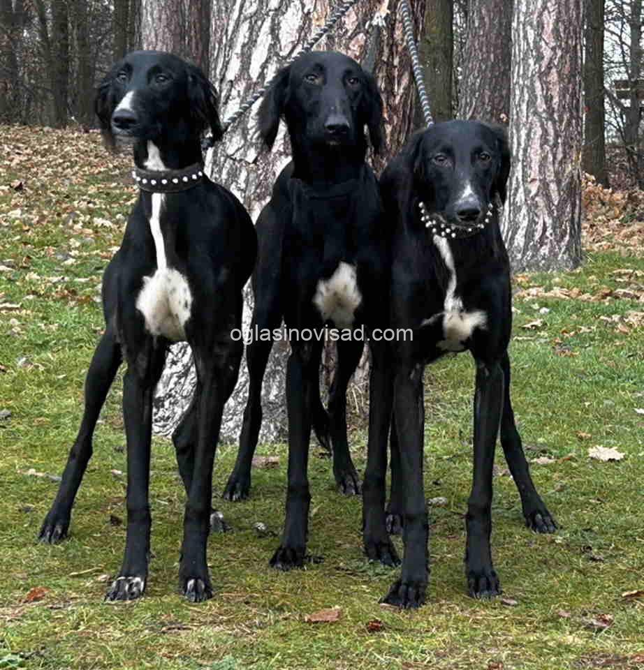 saluki2