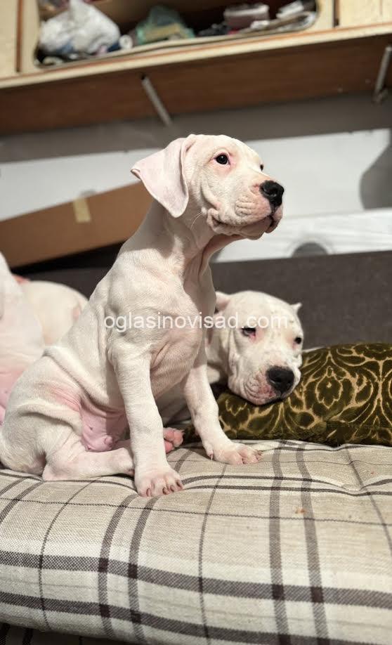 4  dogoargentinoS0126