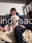 2a dogoargentinoS0126