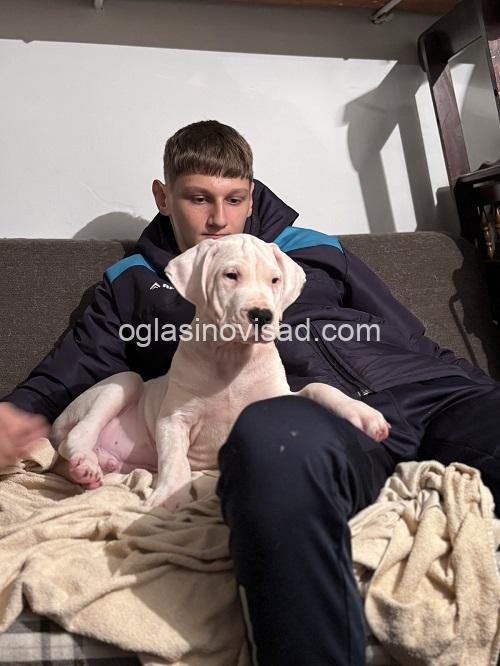 2a  dogoargentinoS0126