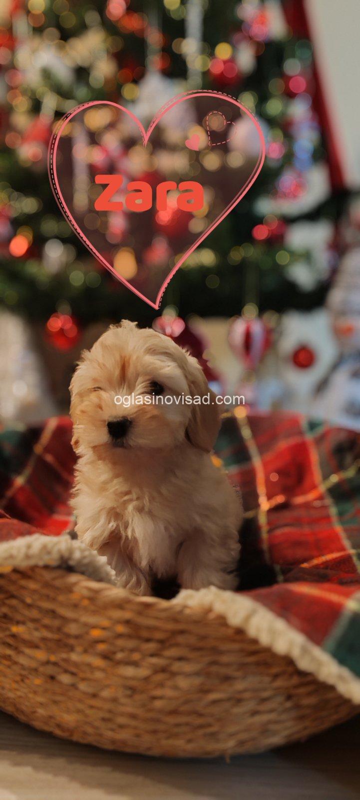 viber_image_2026-01-14_18-25-38-924