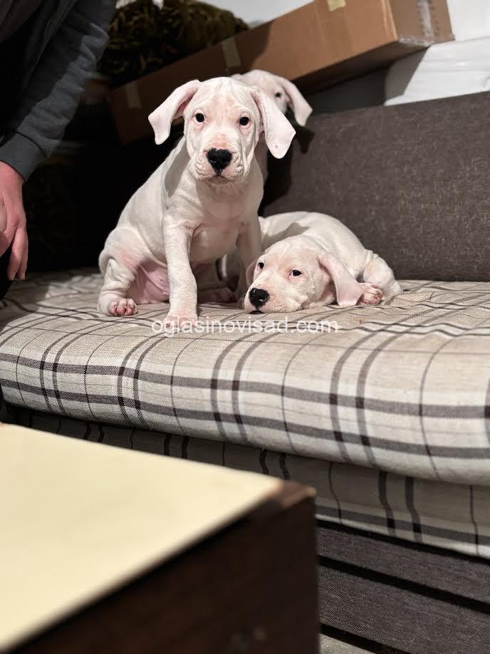 1  dogoargentinoS0126