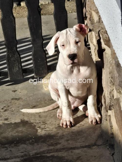 3a  dogoargentinoS0126
