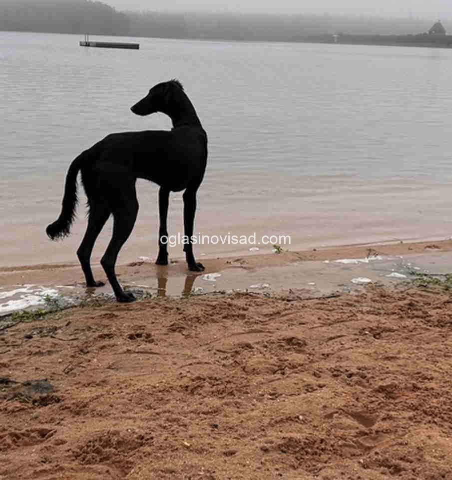 saluki1