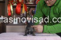 4 francuski buldogL0126
