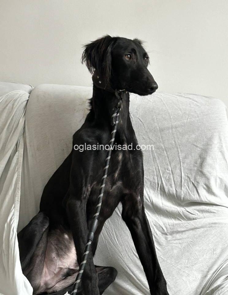 saluki5