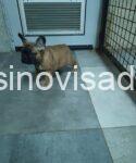 3 frbulldogLj0126