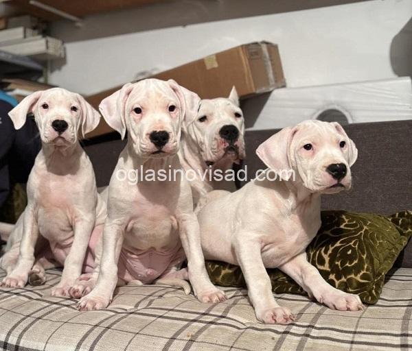 5  dogoargentinoS0126