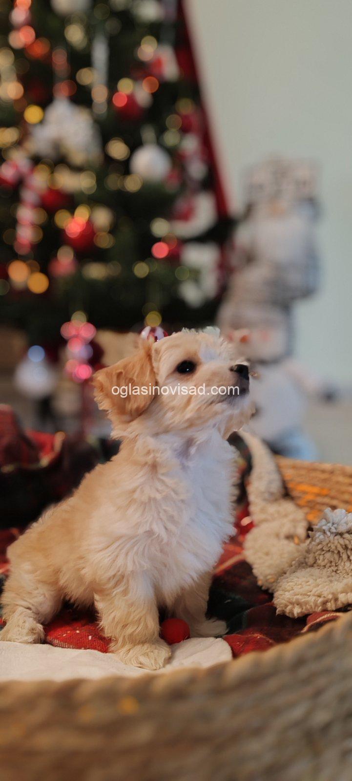 viber_image_2026-01-14_18-25-38-798