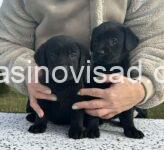 3  labradorA0126
