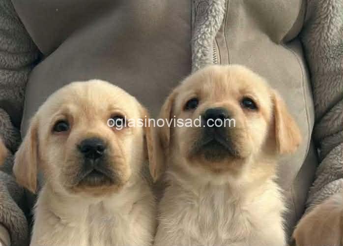 2  labradorA0126