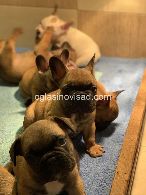 1 francuskibulldogM0126