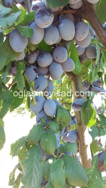 viber_slika_2021-02-17_13-48-29 2 manja