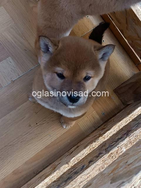 iba inu 02
