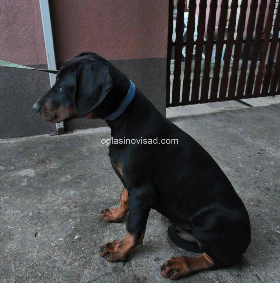 dobi4