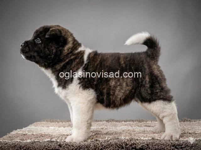 americka akita 04k