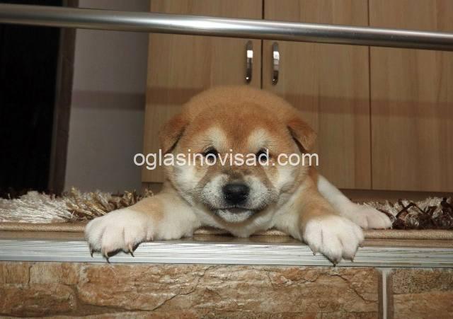 iba inu 01