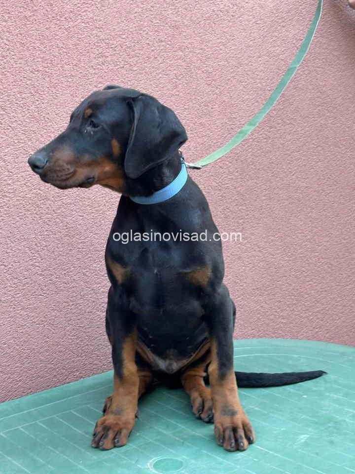 dobi