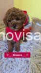 3 crvena toy pudla NS0226