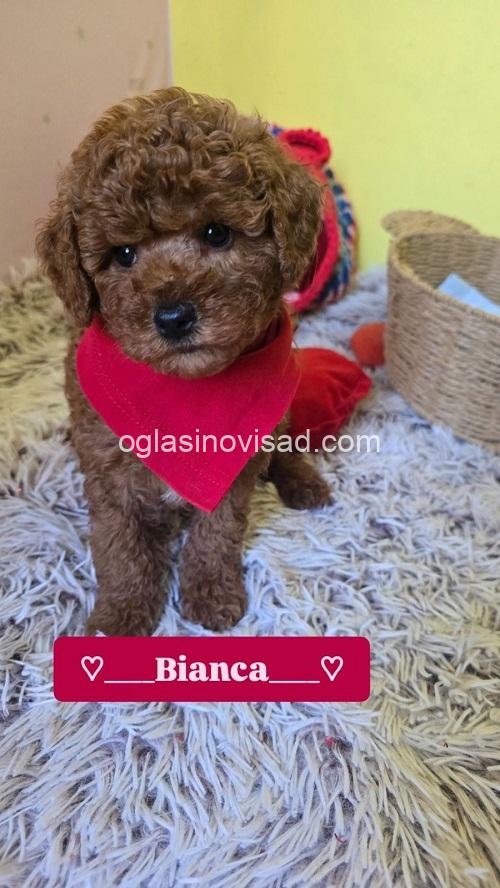 3 crvena toy pudla NS0226