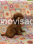 viber_image_2026-01-26_15-57-45-007-768x1024