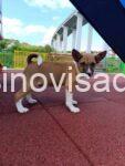 basenji 03
