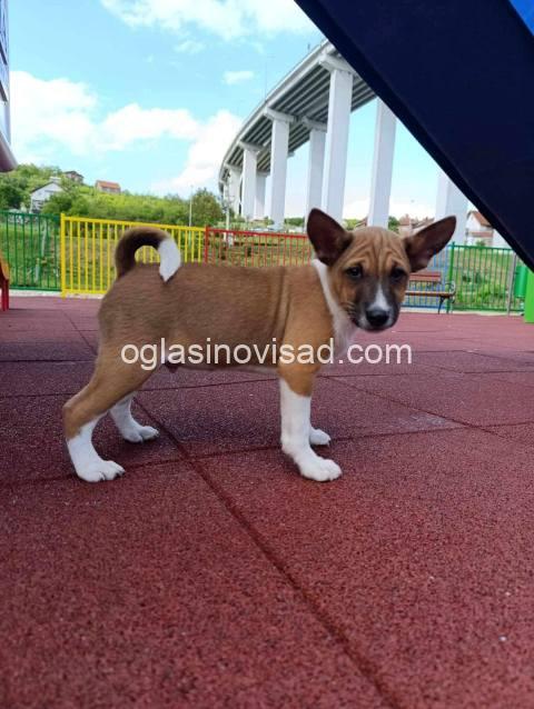 basenji 03