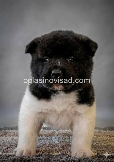 americka akita 05k