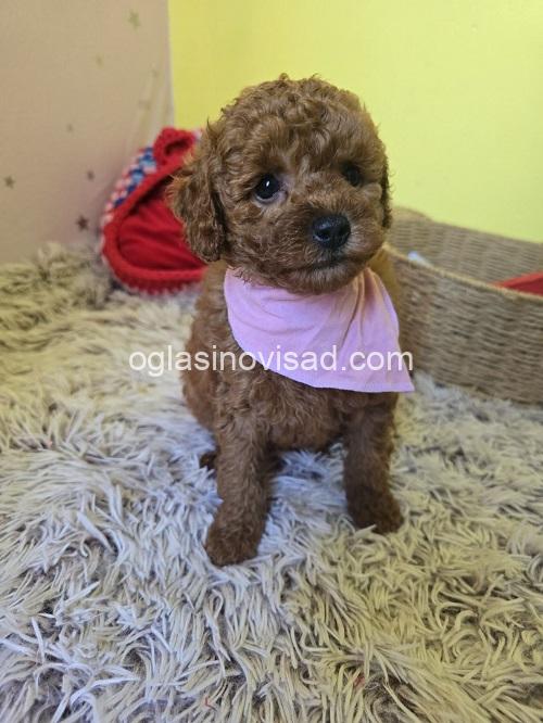 5 crvena toy pudla NS0226