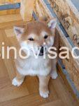 iba inu 03