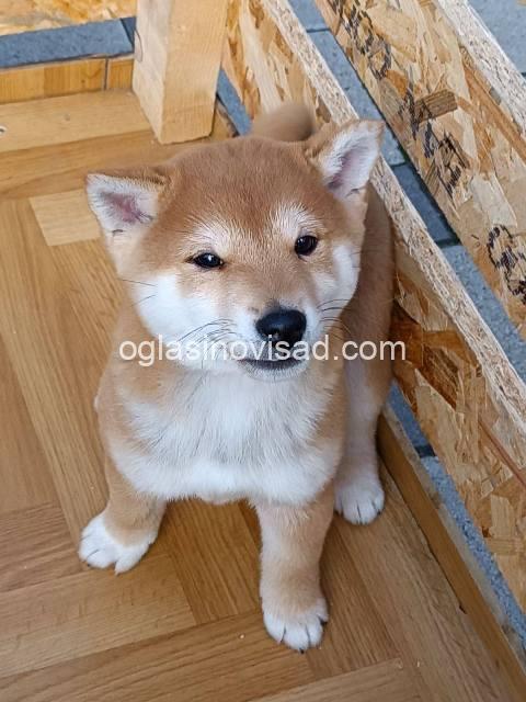 iba inu 03