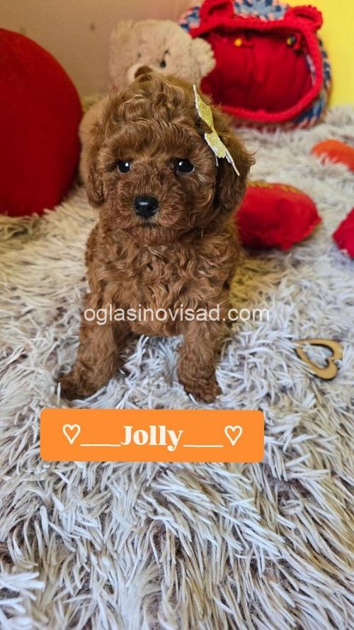 6 crvena toy pudla NS0226