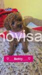 4 crvena toy pudla NS0226