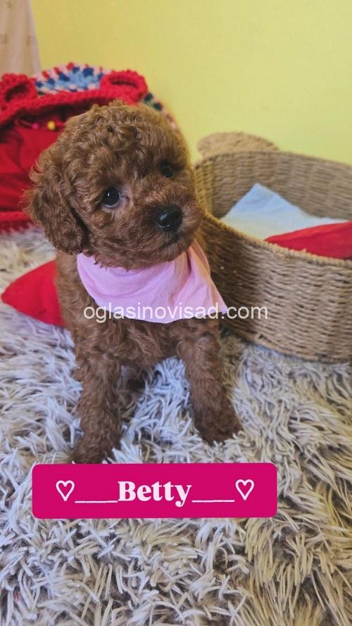 4 crvena toy pudla NS0226